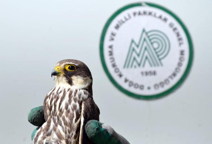 Kars'ta çocukların yaralı bulduğu kerkenez tedaviye alındı G5