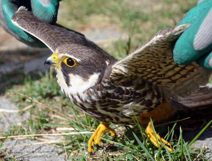 Kars'ta çocukların yaralı bulduğu kerkenez tedaviye alındı G4