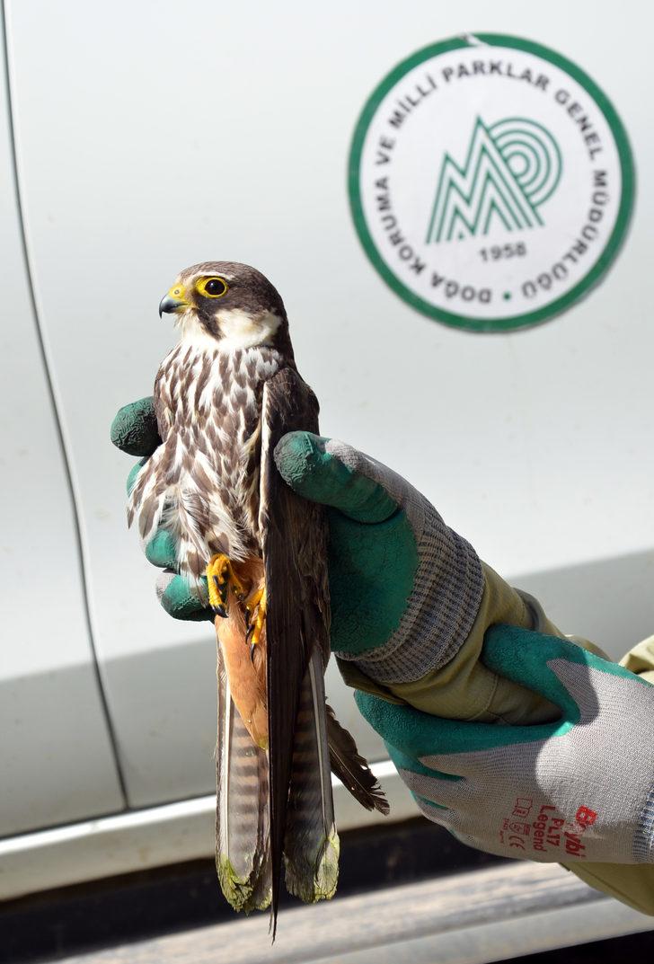 Kars'ta çocukların yaralı bulduğu kerkenez tedaviye alındı G3