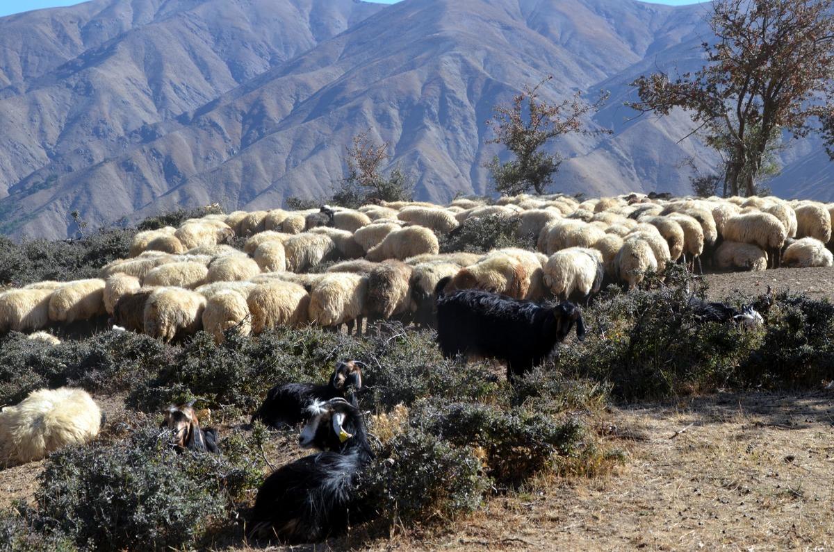 Muş'ta g&ouml;&ccedil;erlerin eve d&ouml;n&uuml;ş yolculuğu devam ediyor