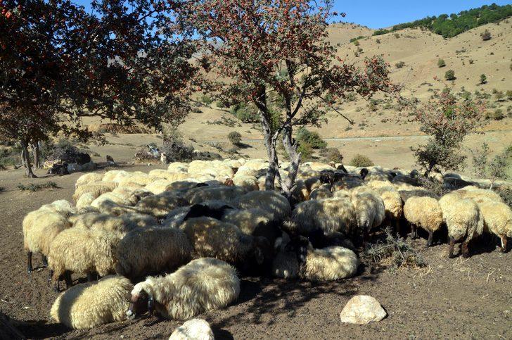 Muş'ta göçerlerin eve dönüş yolculuğu devam ediyor G2
