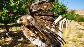 Malatya'da çitlerin üzerindeki dikenli tele kanadı takılı kalan şahini itfaiye kurtardı