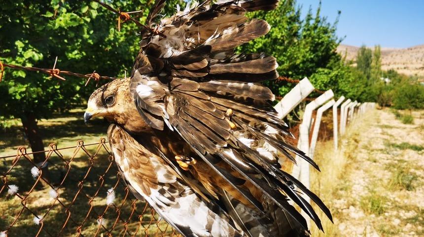 Malatya'da çitlerin üzerindeki dikenli tele kanadı takılı kalan şahini itfaiye kurtardı