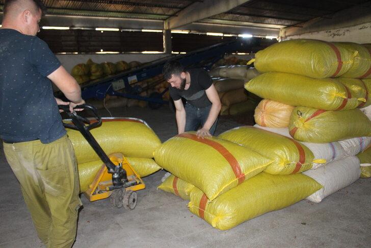 Erbaa ilçesi fındık veriminde Karadeniz illeriyle yarışıyor G2