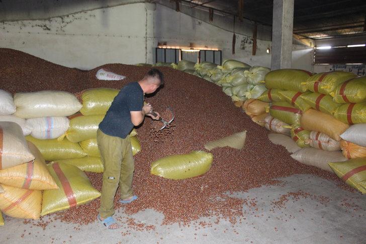 Erbaa ilçesi fındık veriminde Karadeniz illeriyle yarışıyor G4