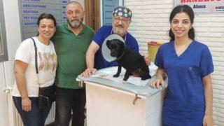 Adana'da köpeğin mesanesinden 55 taş çıkartıldı