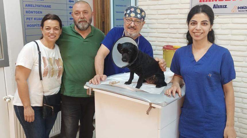 Adana'da köpeğin mesanesinden 55 taş çıkartıldı