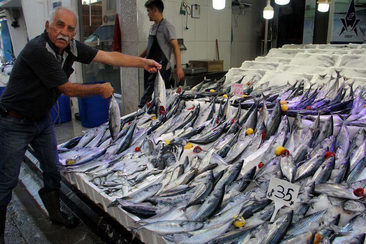 Karadeniz'de palamut "hamsi bolluğunda" G1