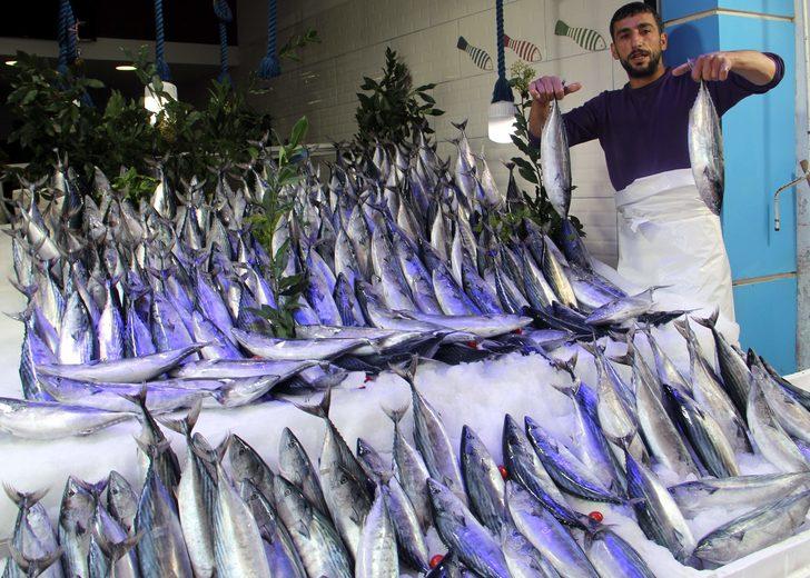 Karadeniz'de palamut "hamsi bolluğunda" G2