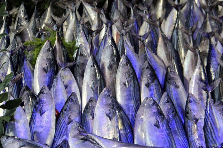 Karadeniz'de palamut "hamsi bolluğunda" G5