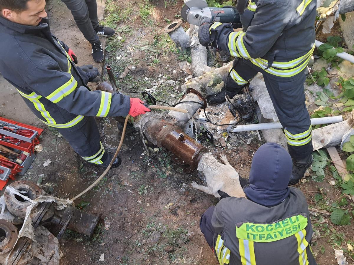 Kocaeli'de başı demir boruya sıkışan k&ouml;peği itfaiye kurtardı