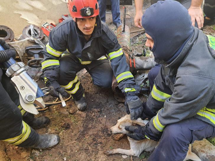 Kocaeli'de başı demir boruya sıkışan köpeği itfaiye kurtardı G2