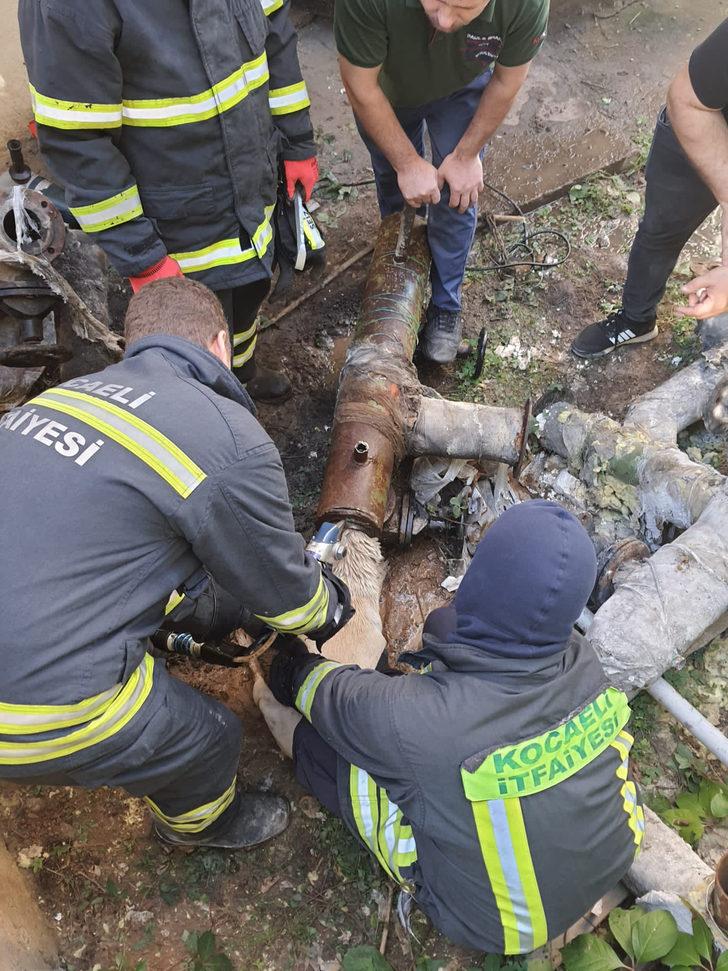 Kocaeli'de başı demir boruya sıkışan köpeği itfaiye kurtardı G3