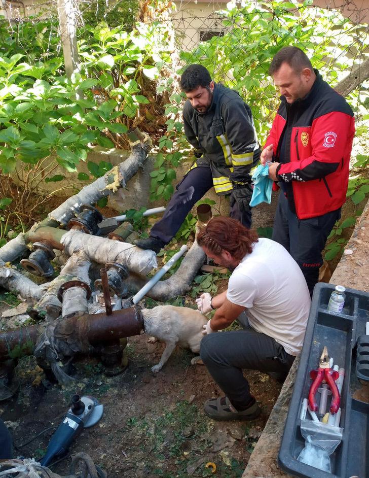 Kocaeli'de başı demir boruya sıkışan köpeği itfaiye kurtardı G4