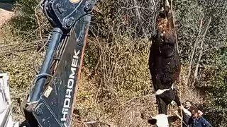 Amasya'da kuyuya düşen inek iş makinesiyle kurtarıldı