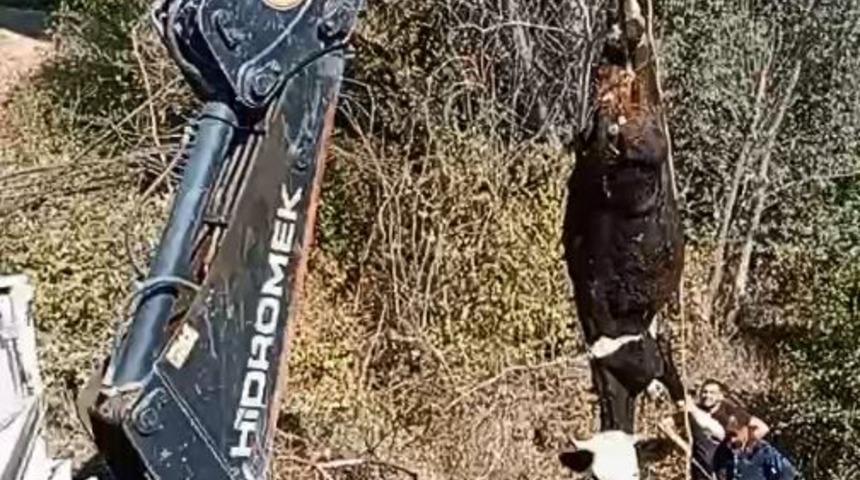 Amasya'da kuyuya düşen inek iş makinesiyle kurtarıldı