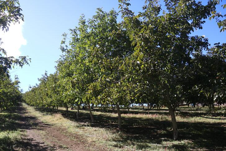 Yalova'da "Ceviz Tarla Günü" etkinliği düzenlendi G1