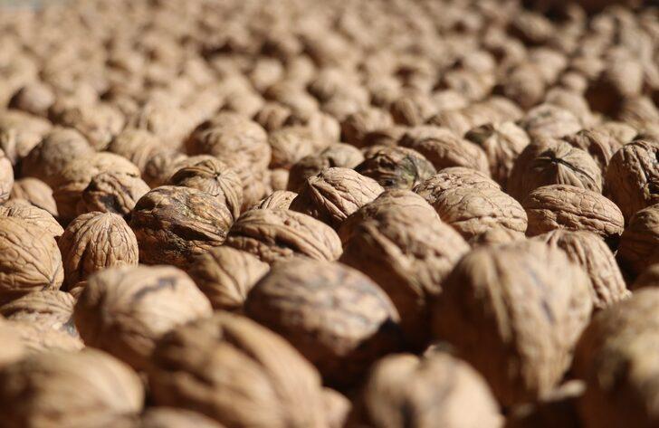 Yalova'da "Ceviz Tarla Günü" etkinliği düzenlendi G5