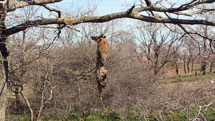 Öldürdükleri tilkiyi ağaca astılar