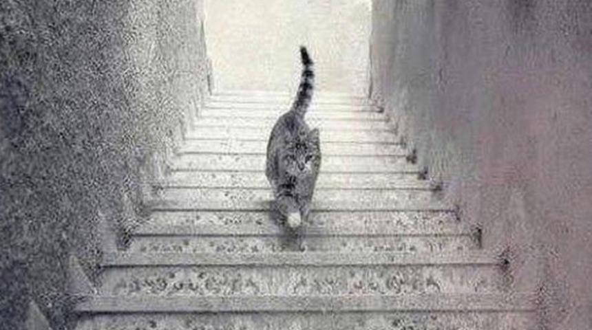 Bu kedi merdivenden iniyor mu yoksa &ccedil;ıkıyor mu?