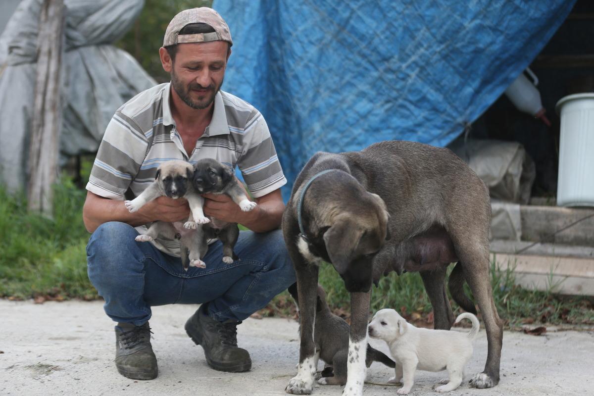 İnşaat ustasının sahiplendiği k&ouml;pek, yavru kediye de annelik yapıyor