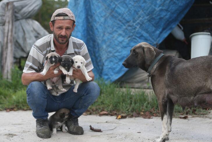 İnşaat ustasının sahiplendiği köpek, yavru kediye de annelik yapıyor G2