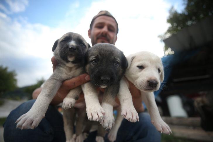 İnşaat ustasının sahiplendiği köpek, yavru kediye de annelik yapıyor G3
