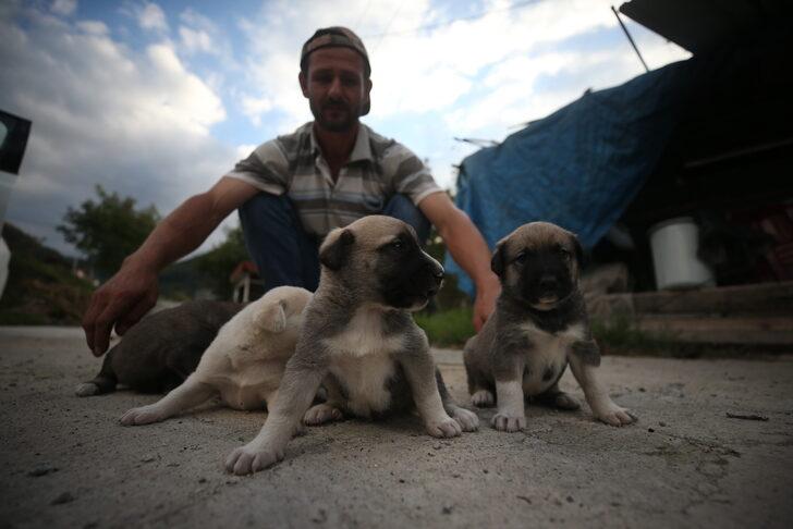 İnşaat ustasının sahiplendiği köpek, yavru kediye de annelik yapıyor G4