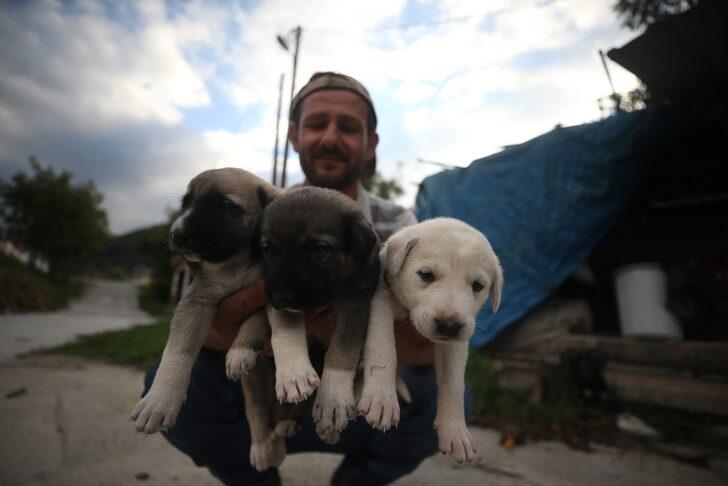 İnşaat ustasının sahiplendiği köpek, yavru kediye de annelik yapıyor G5