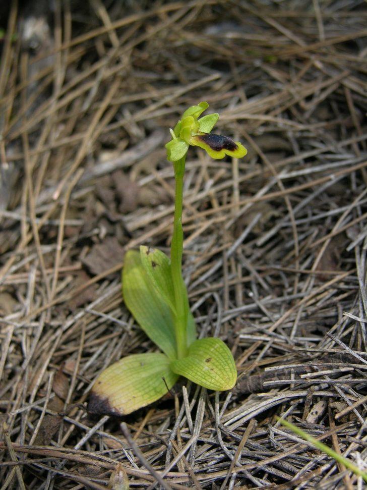 Antalya'da geçen yılki orman yangını endemik bitki türlerine de zarar verdi G4