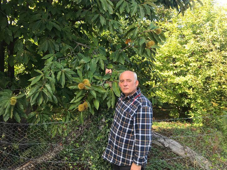 Erfelek kestanesinde rekoltenin 350 tona düşeceği öngörülüyor G1
