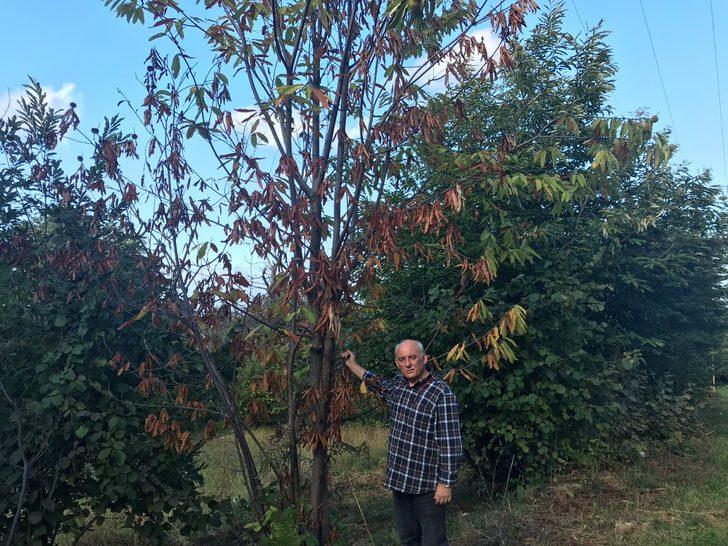 Erfelek kestanesinde rekoltenin 350 tona düşeceği öngörülüyor G2