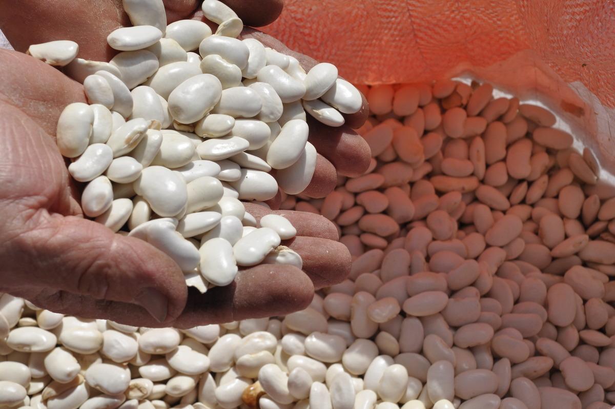 Bolu'nun tescilli G&ouml;yn&uuml;k bombay fasulyesinde hasat başladı