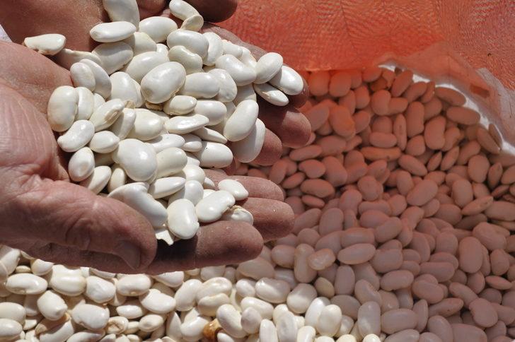 Bolu'nun tescilli Göynük bombay fasulyesinde hasat başladı G1