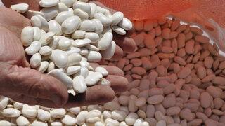 Bolu'nun tescilli Göynük bombay fasulyesinde hasat başladı