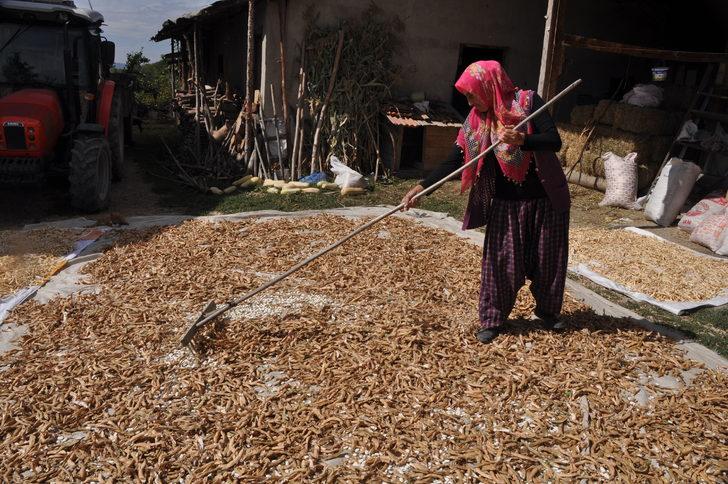 Bolu'nun tescilli Göynük bombay fasulyesinde hasat başladı G2