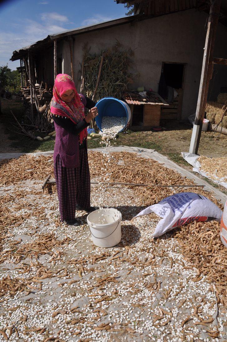 Bolu'nun tescilli Göynük bombay fasulyesinde hasat başladı G3