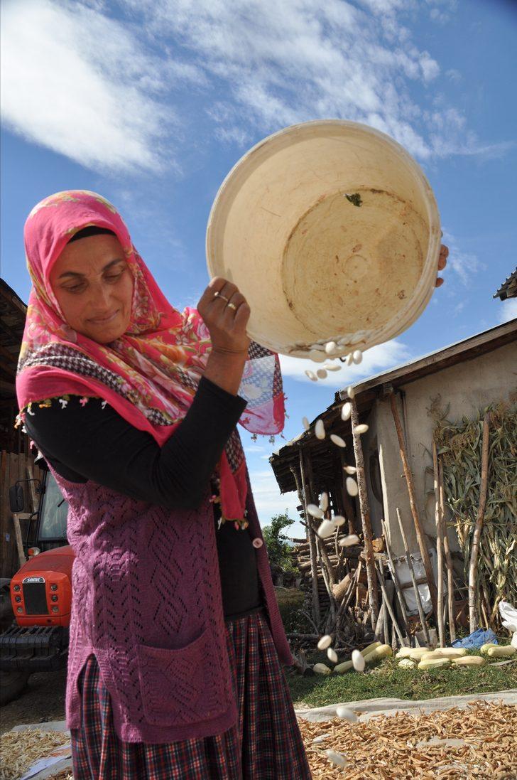 Bolu'nun tescilli Göynük bombay fasulyesinde hasat başladı G4