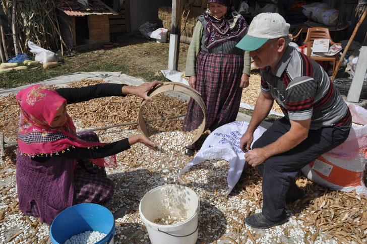 Bolu'nun tescilli Göynük bombay fasulyesinde hasat başladı G5