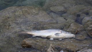 Bolu Gölköy Barajı'ndaki balık ölümlerine ilişkin adli soruşturma başlatıldı