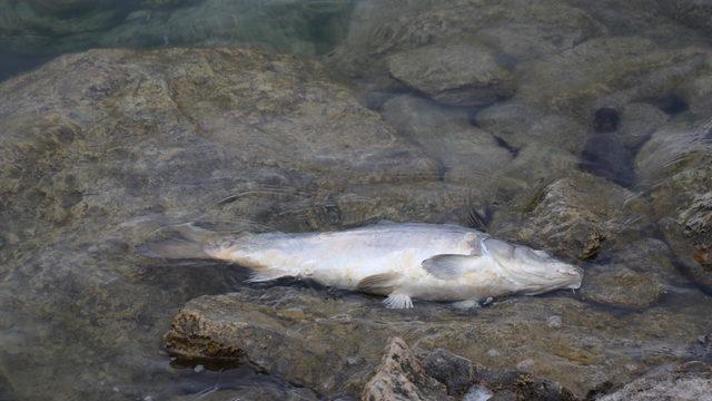Balık ölümlerinin görüldüğü Bolu'daki Gölköy Barajı'ndan numune alındı