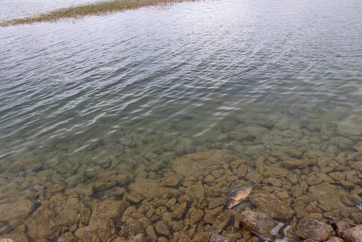 Bolu Gölköy Barajı'ndaki balık ölümlerine ilişkin adli soruşturma başlatıldı G2
