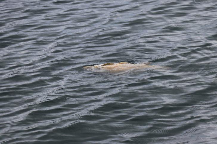Bolu Gölköy Barajı'ndaki balık ölümlerine ilişkin adli soruşturma başlatıldı G5