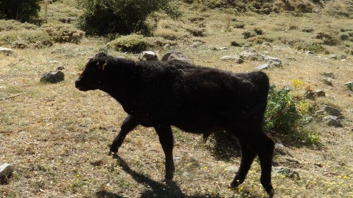 Büyükşehirden döndüğü köyünde boş arazileri değerlendiren kuaför besicilik yapıyor G1