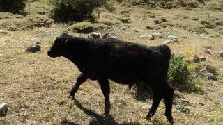 Büyükşehirden döndüğü köyünde boş arazileri değerlendiren kuaför besicilik yapıyor