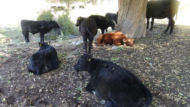 Büyükşehirden döndüğü köyünde boş arazileri değerlendiren kuaför besicilik yapıyor G2