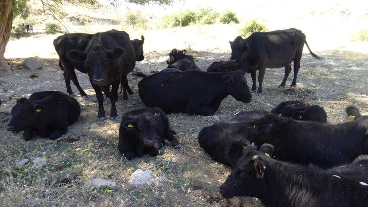 Büyükşehirden döndüğü köyünde boş arazileri değerlendiren kuaför besicilik yapıyor G4
