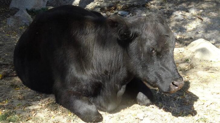 Büyükşehirden döndüğü köyünde boş arazileri değerlendiren kuaför besicilik yapıyor G5