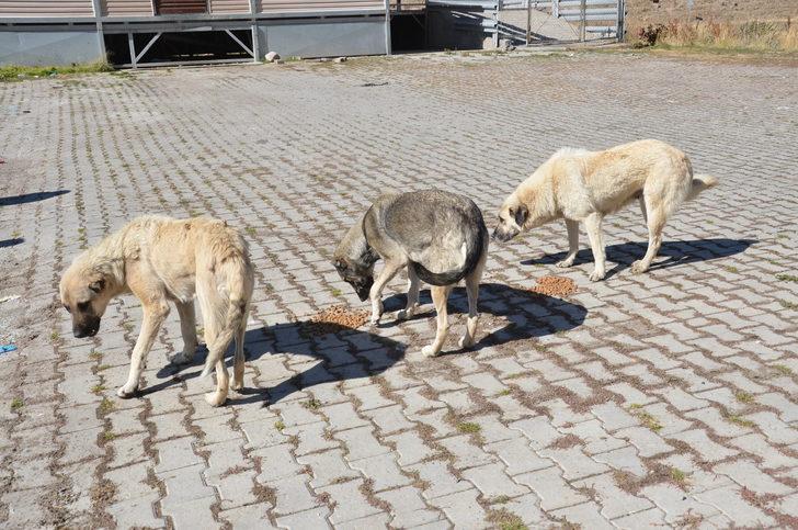 Doğu Anadolu'da Dünya Hayvanları Koruma Günü etkinlikleri düzenlendi G5