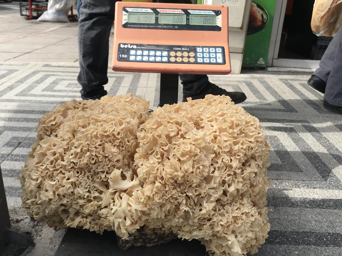 Kastamonu'da 6 kilogram ağırlığında &ccedil;am mantarı bulundu